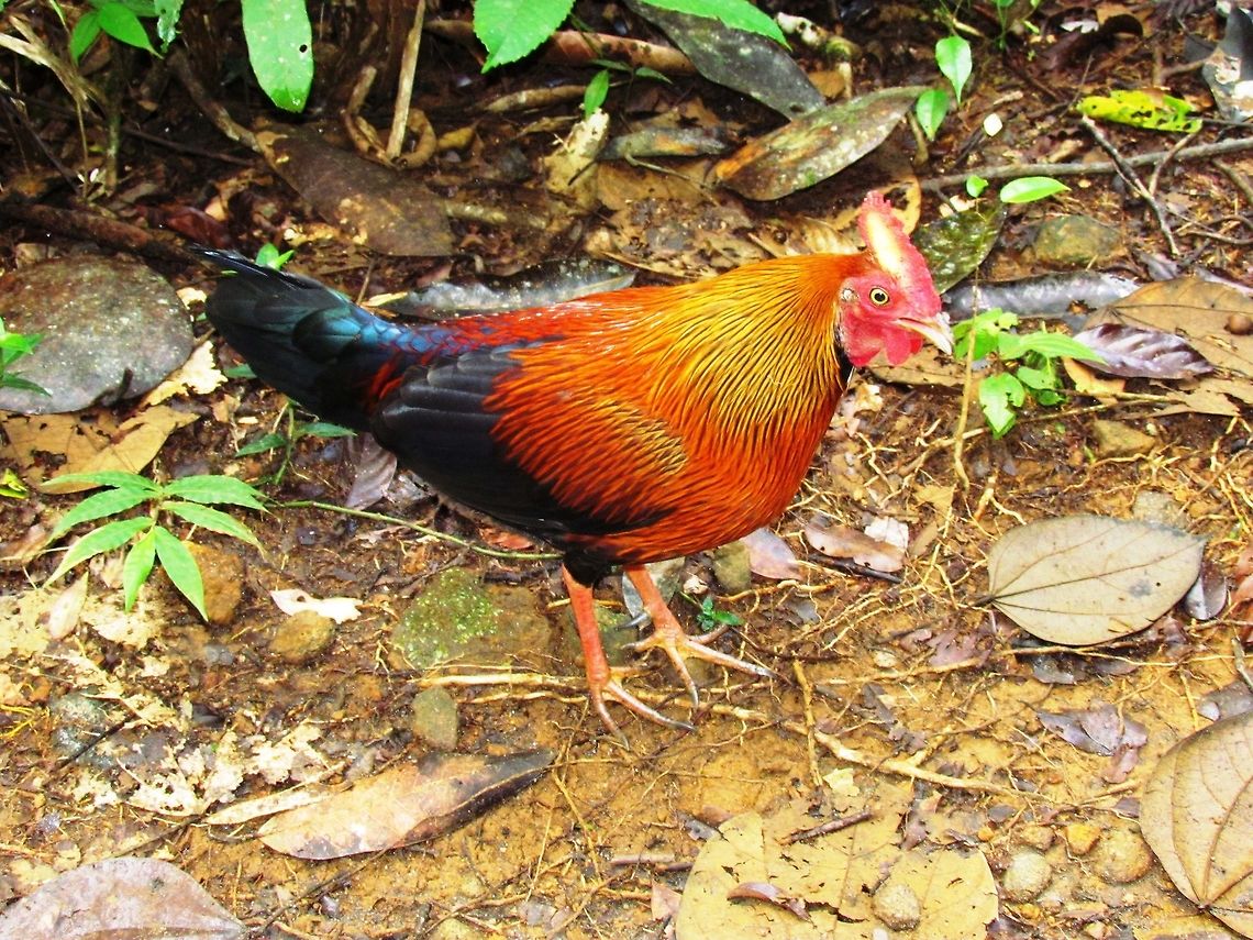 Sri Lanka Jungle Fowl This looks a lot like a chicken which is not surprising as the domesticated chicken was derived from the very similar and closely related Red Junglefowl of India. Kind of cool to see what therefore is in effect the "wild chicken" or "Ur-chicken" as they say in German. Note the genus "Gallus" - this is why the symbil for France is a rooster and the French were originally called "Gauls" (Asterix and Obelix). Fall,Gallus lafayetii,Geotagged,Singharaja,Sri Lanka,Sri Lankan Junglefowl