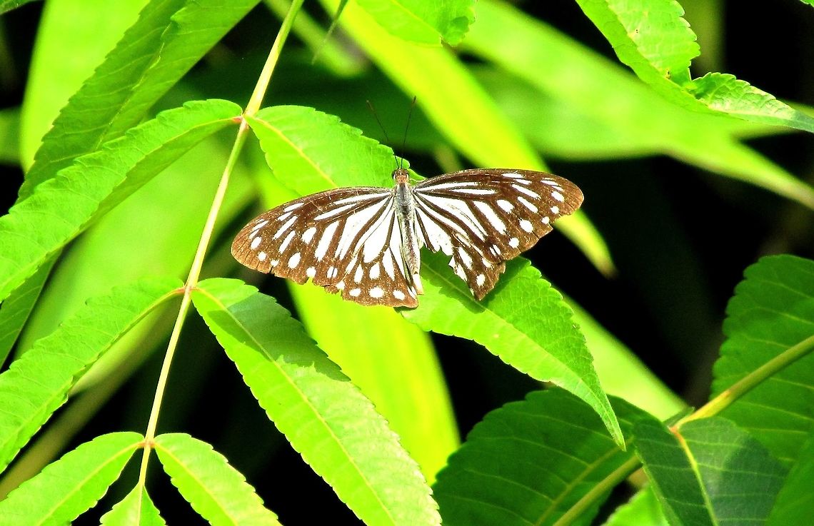 Indian Wanderer female in Chitwan NP Again, Wikipedia needs to be updated as the entry for this butterfly mentions only that it is found in India - and this photo was made in Nepal. Chitwan National Park,Fall,Geotagged,Indian wanderer,Nepal,Pareronia hippia