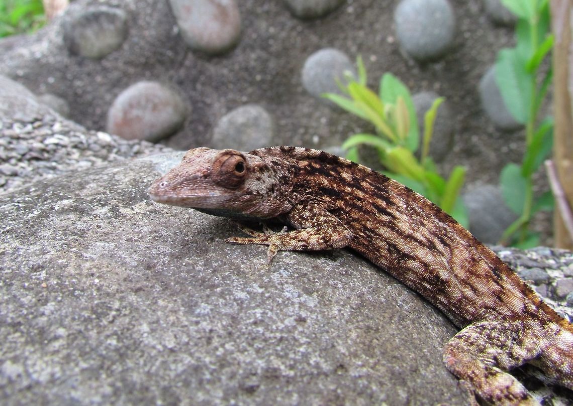 Many-scaled Anole in Costa Rica One of these lived near our cabin at the La Cusinga Jungle Lodge - it was great fun to watch, especially when it tried to impress us by displaying the throat patch.Anoles are very challenging to identify, but I feel fairly confident about this as the apperance and distribution match - but feel free to correct me John if you disagree! Anolis polylepis,Costa Rica,Geotagged,Many-scaled anole,Spring