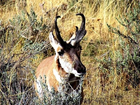 Pronghorn Not a terribly exotic one this time - but I have always loved these due to their rather bizarre horns. However, during the Pleistocene era (12,000 - 2.5 million years before now) there were many (14) species of pronghorn, some with really outrageous horns and even some with additional horns on their nose! WQhat a pity that only one survived - but it still gives me an ice age feeling whenever I see one. Antilocapra americana,Fall,Geotagged,Pronghorn,United States,Yellowstone National Park
