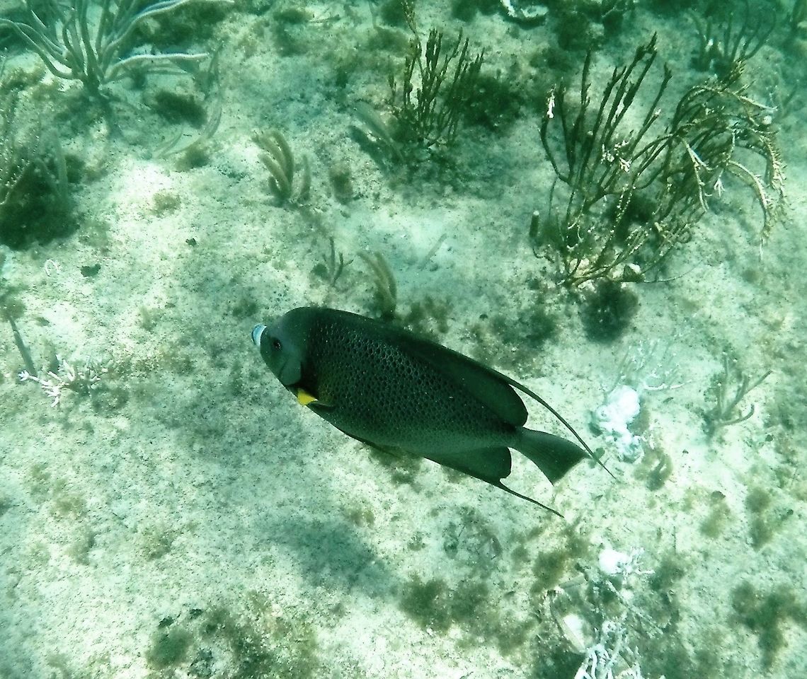 Grey Angelfish off the Yucatan Not a great photo because I still don&#039;t have a proper underwater camera yet - but my first angelfish photo and I have always loved these beautiful fish. Geotagged,Gray angelfish,Mexico,Pomacanthus arcuatus,Winter,Yucatan