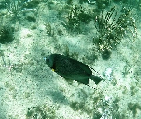Gray angelfish