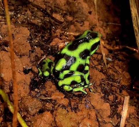 Green and Black Poison Arrow Frog - Costa Rica I have always loved the incredible color scheme of the poison arrow frongs and this one is a spectacular example. Costa Rica,Dendrobates auratus,Geotagged,Spring
