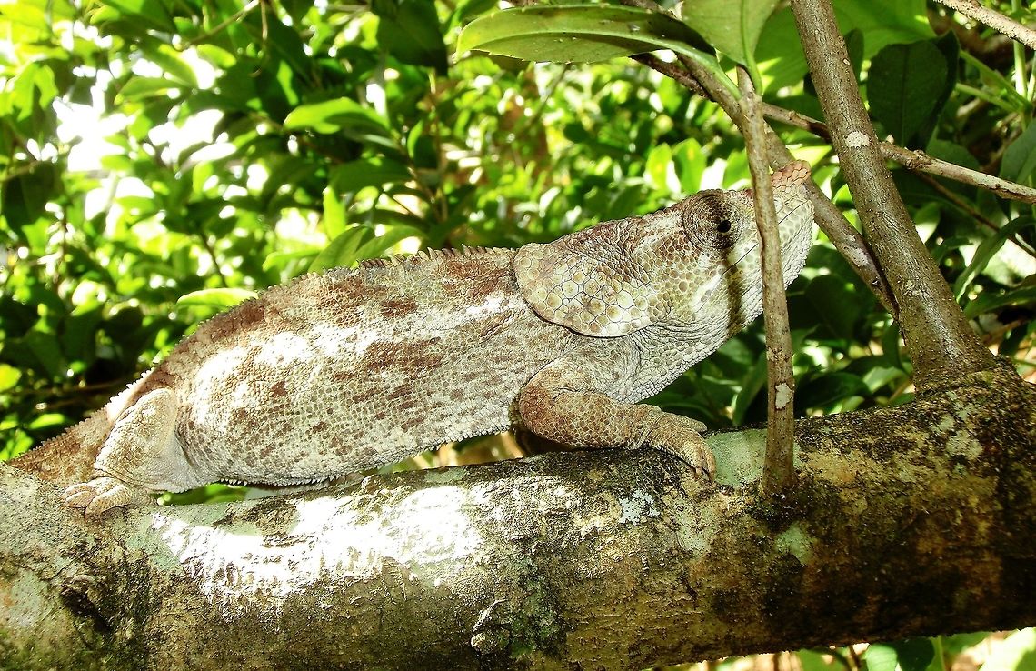 The Short-horned Chameleon Not showing a lot of fancy colors but a decent close-up in my opinion. Calumma brevicorne,Geotagged,Madagascar,Short-horned chameleon,Spring