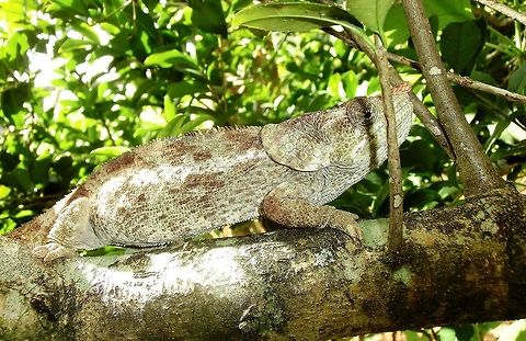 The Short-horned Chameleon Not showing a lot of fancy colors but a decent close-up in my opinion. Calumma brevicorne,Geotagged,Madagascar,Short-horned chameleon,Spring