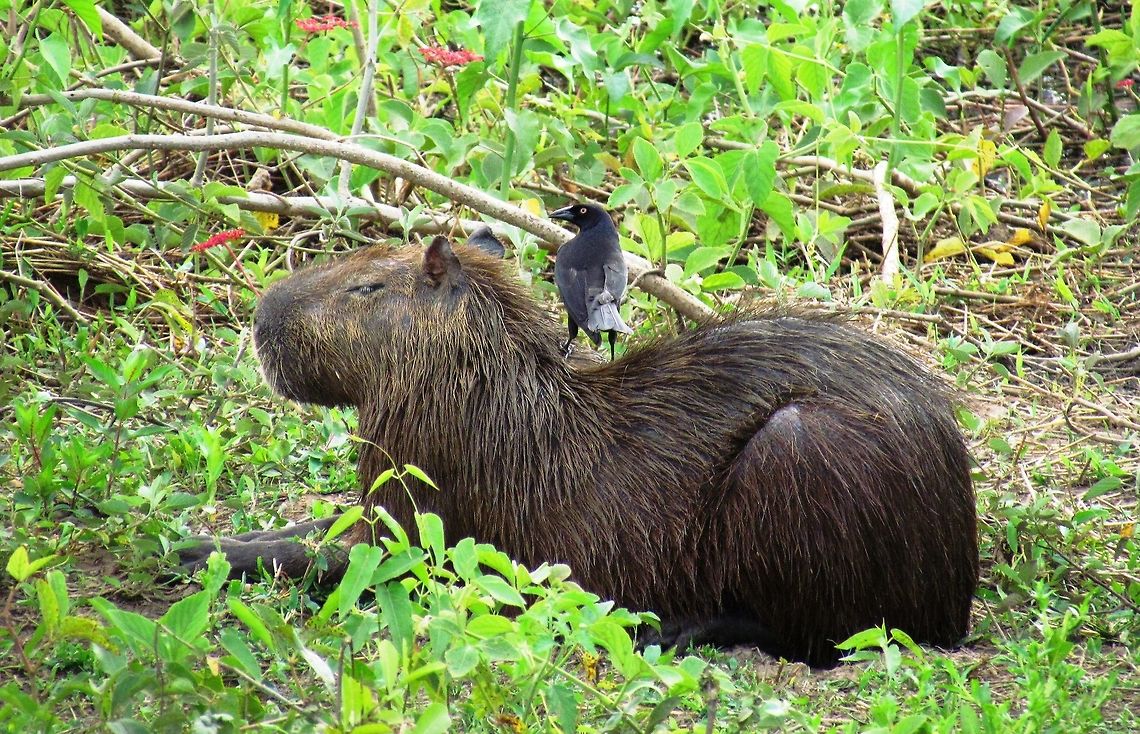 Giant Cowbird and Capybara friend OK, I could have listed this one under Capybara - but instead I chose the bird to add a new species to JD! Like my other Capybara and bird photo, birds of the Pantanal in Brazil love to perch on Capybaras and the &quot;Water Swine&quot; don&#039;t seem to mind. Brazil,Capybara,Geotagged,Molothrus oryzivorus,Pantanal,Winter,giant cowbird