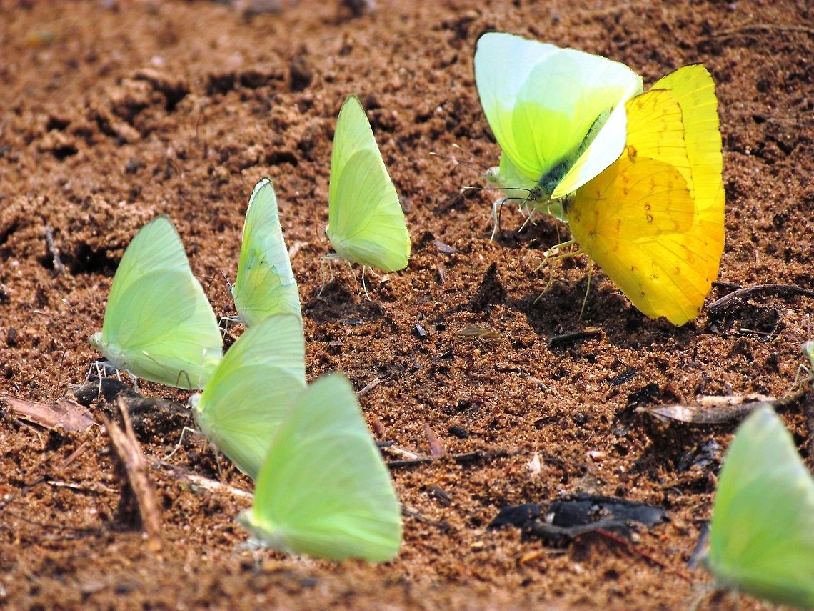 Pale Sulphur Butterflies "Puddling" with Apricot Sulfur Butterflies in the Pantanal Butterflies &quot;puddling&quot; (gathering in small to large groups in an area of moist bare earth where they suck up the fluids) is one of the iconic images of the Amazon or Pantanal. There was an almost constant butterfly puddle outside of our first lodge near the Pantanal. I was thrilled and we even made a video of my wife dancing among the butterflies as they all spiral up and arund her. A mini-sectacle of nature that everyone should experience. Aphrissa statira,Brazil,Geotagged,Pantanal,Statira sulphur,Winter,puddling