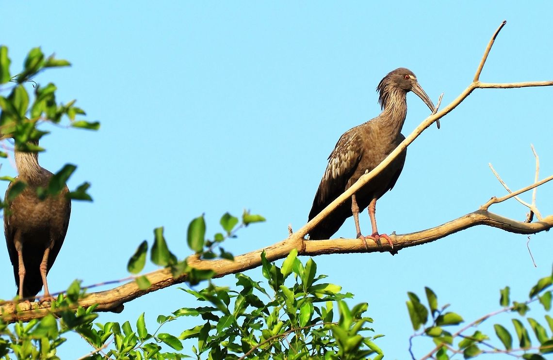 Plumbeous Ibis in Pantanal The Pantanal is heaven for waterbird fans, both familiar ones for North or Central America (Greatr Egrets, Wood Storks, Limpkins, etc.) as well as more exotic fare like this one. Brazil,Geotagged,Pantanal,Plumbeous ibis,Theristicus caerulescens,Winter
