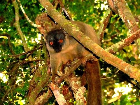 Brown Lemur checking us out We liked this picture so much we made it into a poster and have it hanging in our living room. Most lemurs in the wild tend not to approach very closely, but this one just seemed really curious as if it had never seen a human before and climbed down the tree to get a closer look.  Andasibe NP,Common brown lemur,Eulemur fulvus,Madagascar