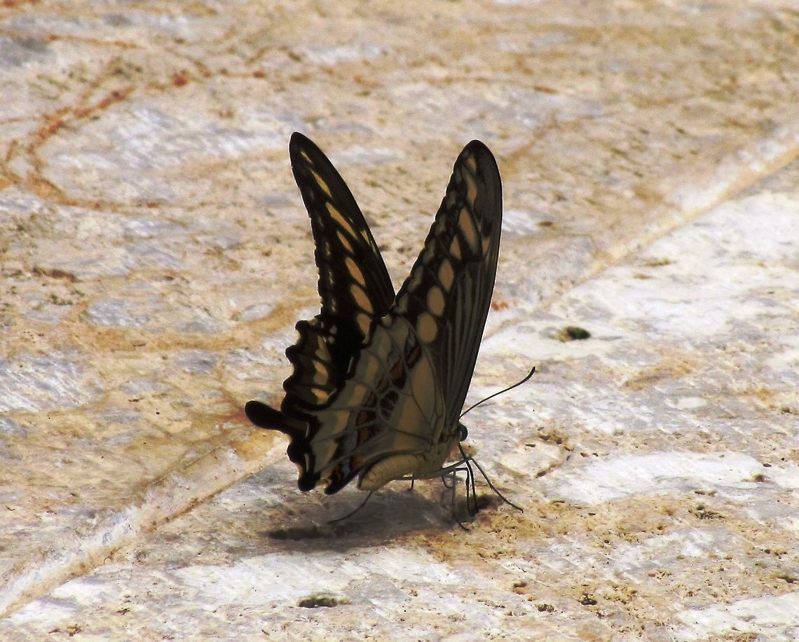 King Swallowtail seeking moisture near the pool These would come readily to our poolside at Hacienda Chichen after the first swim and a thin sheet of water was on the stones for a few minutes after we got out of the pool. Chichen Itza,Geotagged,Mexico,Papilio thoas,Summer,Thoas swallowtail,Yucatan
