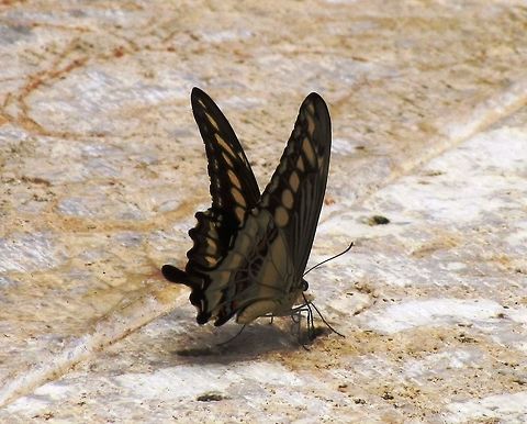 King Swallowtail seeking moisture near the pool These would come readily to our poolside at Hacienda Chichen after the first swim and a thin sheet of water was on the stones for a few minutes after we got out of the pool. Chichen Itza,Geotagged,Mexico,Papilio thoas,Summer,Thoas swallowtail,Yucatan