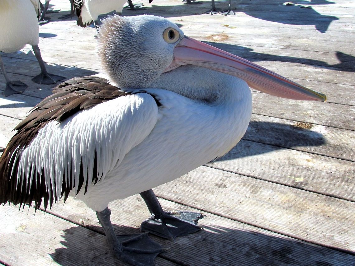 Australian Pelican close-up These large birds are not shy and easy to see but on Kangaroo island, they come onto the pier and allow you to get very close - and when they give them a few fish it turns into a veritable feeding frenzy! Australia,Australian Pelican,Geotagged,Kangaroo Island,Pelecanus conspicillatus,Spring