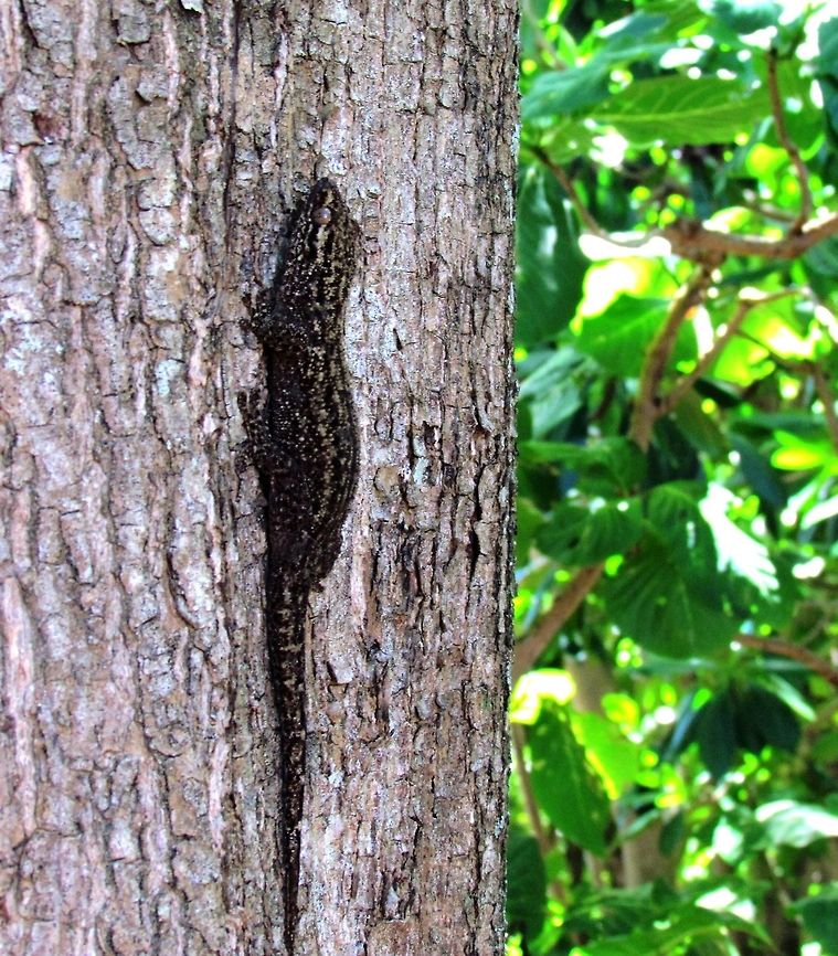 Seychelles Bronze Gecko I wish that I had taken more time to get a better picture, since it was in the forest and there wasn't much light - but the guide was heading away and we didn't want to (weren't allowed to) get separated. The islands of the Seychelles are just great for this sort of thing - endemic critters everywhere you look!  Ailuronyx seychellensis,Cousin island,Geotagged,Seychelles,Spring