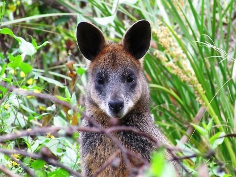 Swamp Wallaby Close-up Wallabies all kind of look the same at the first glance - but look closer as their are a number of species with subtle differences and it can be really fun to try and differentiate them. Australia,Geotagged,Phillip island,Spring,Swamp wallaby,Wallabia bicolor