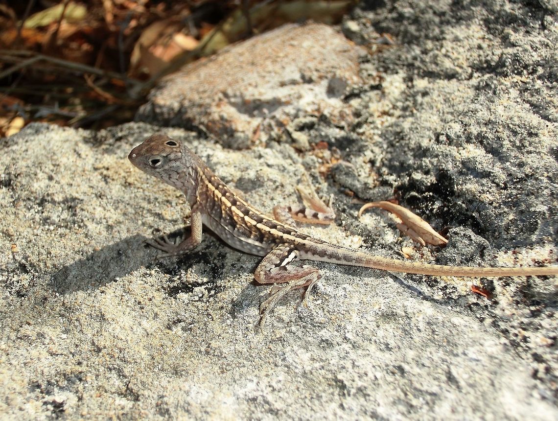 Three-eyed Malagasy Iguana I love this lizard and I love one of the alternative names - the three-eyed lizard which you can clearly see in this photo (that is not actually a third eye on the top of its head but rather just a black spot but it sure looks like a third eye!). Small lizards are often a challenge to identify but this unique feature makes this one a breeze!   Chalarodon madagascariensis,Geotagged,Madagascar,Spring,three-eyed malagasy iguana