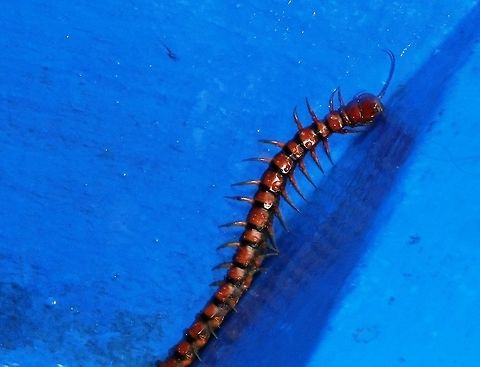 Danger - Giant Tropical Centipede I added this image mostly just to tell the story. This is not a photo of one of these venomous animals in a cage or zoo, but the blue background is the bottom of our open-air shower in the Siladen Resort & Spa Hotel. I had heard of horror stories about  huge tropical poisonouscentipedes for years but had never encountered any. On our last night in Indonesia, in what was basically a rest & recuperate couple of days at a beach resort, my wife informed me during the night that she thought that there was a big centipede in out shower. I firmly close the door from the bathroom to our cabin and went back to sleep. In the morning, I assumed that it would have long since moved on, but just to be safe, I let water run down the drain of the open-air shower in case it had taken refuge there. After a few minutes, nothing had emerged, so I figured that it was safe to shower. So imagine my feelings when, covered in soap and with my eyes closed, my wife let out a shriek and told me that a giant tropical centipede was running around frantically in the base of the shower! I managed to get out and we created a way for the centipede to escape from the shower basin while we had breakfast and no one got bitten. But make no mistake, this one was about 45 centimeters long and another guest on the boat back to the mainland WAS bitten and he claimed his arm swelled up to the size of a basketball! These critters are aggressive and very fast moving - so handle with care! Centipede,Fall,Geotagged,Indonesia,Scolopendra subspinipes,Sulawesi