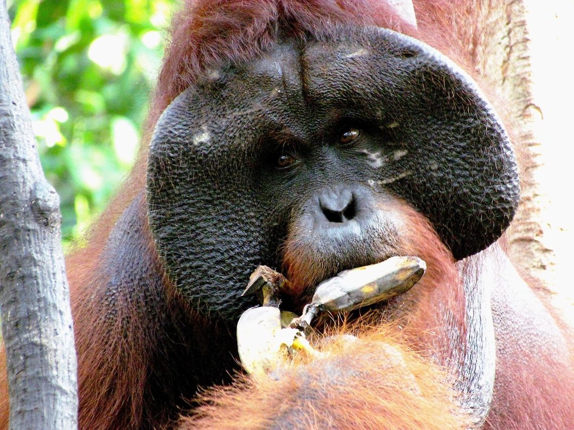 A big ole male Orangutan close-up OK, I wanted to post a photo of a gorilla to celebrate my new status of &quot;gorilla&quot; but unfortunately I don&#039;t have any - I haven&#039;t been able to do the Gorilla tracking tour yet - so I chose the next best thing. This photo WAS taken in the wild even though it was made at a &quot;feeding station&quot; and I have expressed my misgivings about these in a forum post as well as on my earlier Orangutan picture. However, getting this close to a huge alpha male Orangutan in the wild is really only possible at a feeding station as they tend to spend their time very high in the forest canopy. An interesting note - you can tell that this is not a zoo animal by the presence of several scars (pale spotting) on his face. The males get these during their fights for dominance for the females in a territory. Although Orangutans are well-known for being the most peaceable of the great apes, the males occasionally do engage in hours long fights which can leave both contestants exhausted and bloody. Many old alpha males like this one carry the scars which are visible on their face for the rest of their lives. Bornean orangutan,Geotagged,Indonesia,Kalimantan,Pongo pygmaeus,Spring