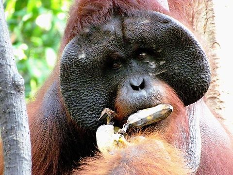 A big ole male Orangutan close-up OK, I wanted to post a photo of a gorilla to celebrate my new status of "gorilla" but unfortunately I don't have any - I haven't been able to do the Gorilla tracking tour yet - so I chose the next best thing. This photo WAS taken in the wild even though it was made at a "feeding station" and I have expressed my misgivings about these in a forum post as well as on my earlier Orangutan picture. However, getting this close to a huge alpha male Orangutan in the wild is really only possible at a feeding station as they tend to spend their time very high in the forest canopy. An interesting note - you can tell that this is not a zoo animal by the presence of several scars (pale spotting) on his face. The males get these during their fights for dominance for the females in a territory. Although Orangutans are well-known for being the most peaceable of the great apes, the males occasionally do engage in hours long fights which can leave both contestants exhausted and bloody. Many old alpha males like this one carry the scars which are visible on their face for the rest of their lives. Bornean orangutan,Geotagged,Indonesia,Kalimantan,Pongo pygmaeus,Spring