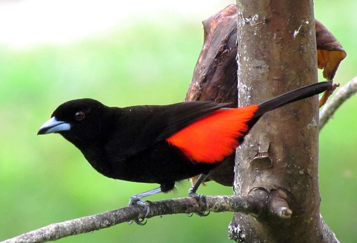 Passerinis Tanager outside the window Since Ferdy wrote in his photo of this bird: &quot;This bird is a lot more beautiful than this picture shows&quot;, I couldn&#039;t resist posting one that really does show how beautiful the bird is! Please don&#039;t take this wrong - I think that Ferdy&#039;s pictures are fantastic and along with so many others of you here, have been inspired to try and make my photos even better! Costa Rica,Geotagged,Passerinis Tanager,Ramphocelus passerinii,Spring,maquenque lodge