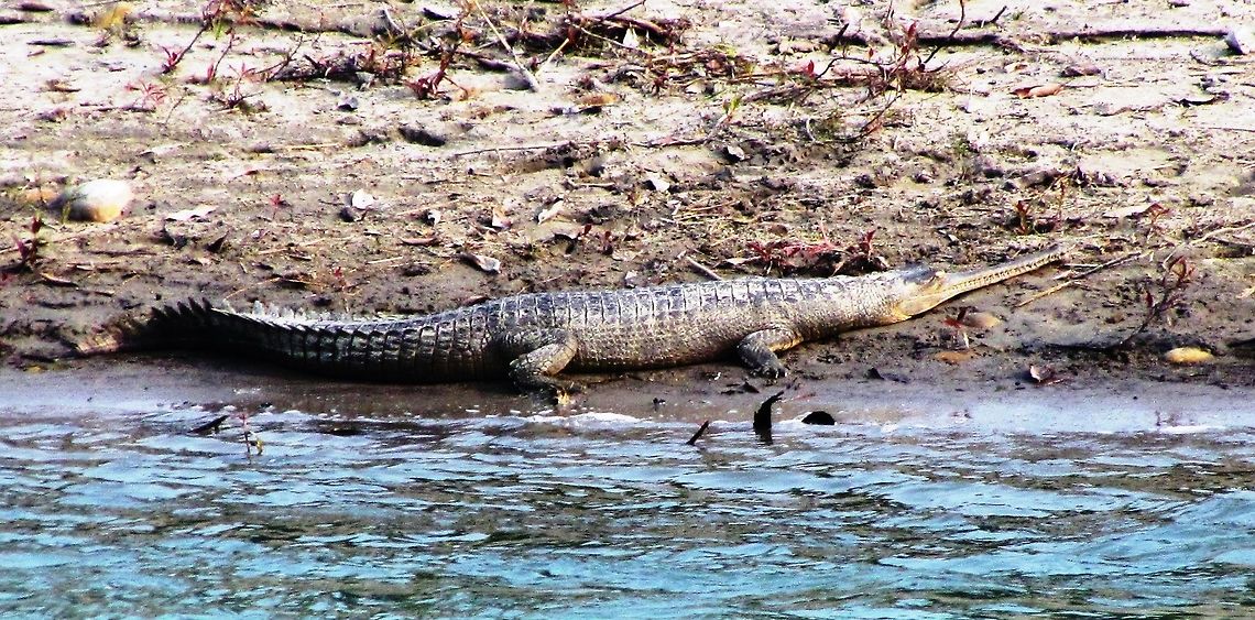 Gharial in Chitwan NP in Nepal Ever since I had seen pictures of these in a book as a child I had wanted to see some and I finally got the chance in 2016. Incredible - basically a crocodile with a very long thin &quot;beak&quot; - looks like something out of the dinosaur era! Chitwan National Park,Fall,Gavialis gangeticus,Geotagged,Gharial,Nepal