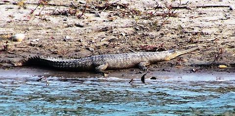 Gharial in Chitwan NP in Nepal Ever since I had seen pictures of these in a book as a child I had wanted to see some and I finally got the chance in 2016. Incredible - basically a crocodile with a very long thin "beak" - looks like something out of the dinosaur era! Chitwan National Park,Fall,Gavialis gangeticus,Geotagged,Gharial,Nepal