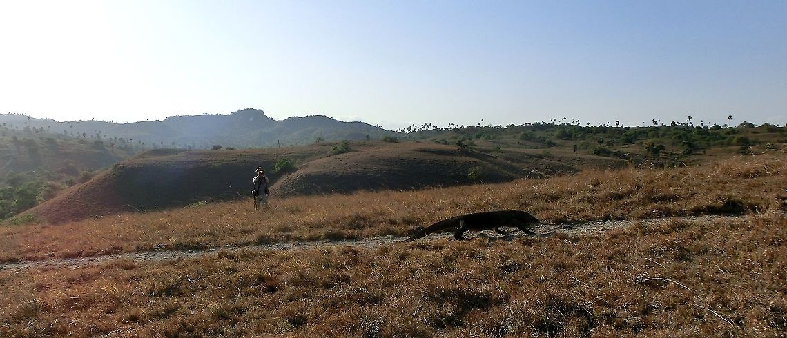 Komodo dragon in landscape Ok, I realize that there is a human (me actually) in this picture of a huge Komodo dragon taking a morning stroll, and that I could have easily cropped it out, but I think that leaving it in is better because then you get a good feeling for how big this animal really is (which is often not the case with pictures of Komodo dragons). The human in this picture is 1.75 m tall and the dragon is easily twice the size. That means that if Komodo dragons could stand on their hind legs (a terrifying thought), they would have looked down on the hapless human. As a final note, they appear slow when walking about but are apparently capable of dramatic bursts of speed when they want. So if you go to their homeland - do what the National Park guide says! Geotagged,Indonesia,Komodo National Park,Komodo dragon,Rinca Island,Spring,Varanus komodoensis