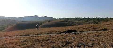 Komodo dragon in landscape Ok, I realize that there is a human (me actually) in this picture of a huge Komodo dragon taking a morning stroll, and that I could have easily cropped it out, but I think that leaving it in is better because then you get a good feeling for how big this animal really is (which is often not the case with pictures of Komodo dragons). The human in this picture is 1.75 m tall and the dragon is easily twice the size. That means that if Komodo dragons could stand on their hind legs (a terrifying thought), they would have looked down on the hapless human. As a final note, they appear slow when walking about but are apparently capable of dramatic bursts of speed when they want. So if you go to their homeland - do what the National Park guide says! Geotagged,Indonesia,Komodo National Park,Komodo dragon,Rinca Island,Spring,Varanus komodoensis