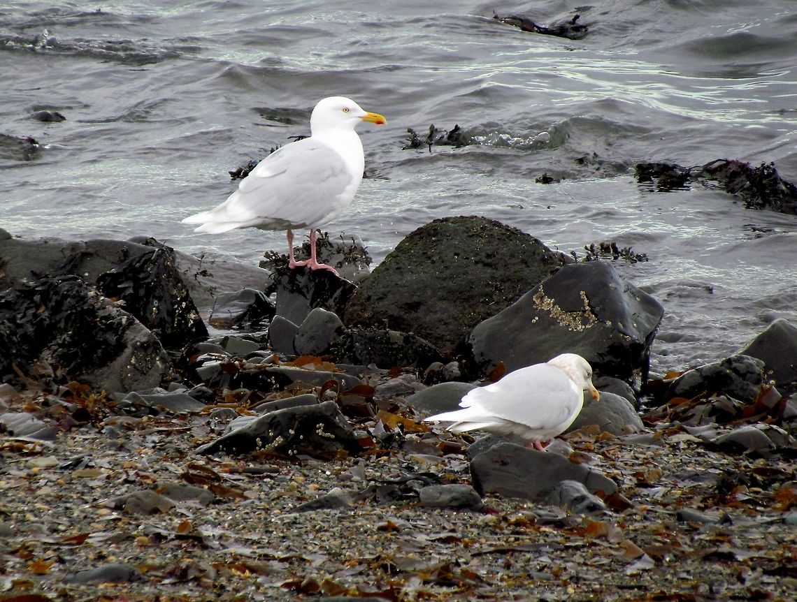 Iceland Gulls in, where else, Iceland! We saw hese all around the coast when we were in Iceland in February looking for Orcas. Always fun to pick up Life Birds even when looking for something else. Geotagged,Iceland,Iceland gull,Larus glaucoides,Winter