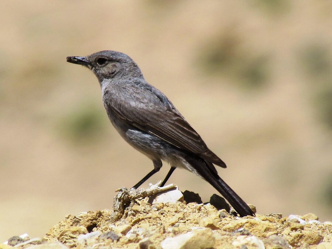 Blackstart in Jordan A simple looking bird but still rather nice I think. Blackstart,Dana Nature Reserve,Geotagged,Jordan,Oenanthe melanura,Spring