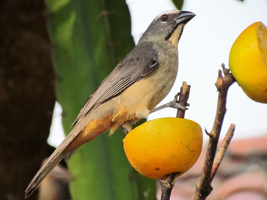 Greyish Saltator front view A bird with rather humble plumage but still an attractive combination of earth tones. Costa Rica,Geotagged,Greyish saltator,Saltator coerulescens,Summer