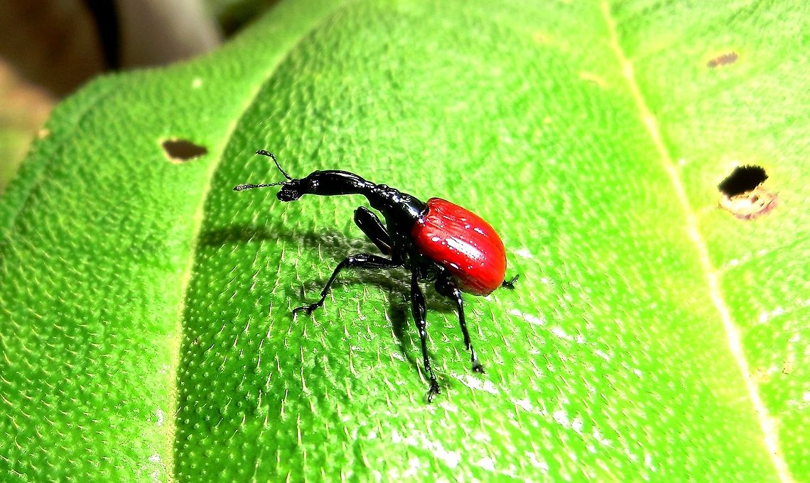 Giraffe Weevil Well, we were impressed and thrilled to find one of these in Andasibe NP as it is a creature that everyone wants to see in madagascar - but seeing the necks on all the others here in JD, it is clear that this one must be a juvenile with such a short neck! Andasibe,Geotagged,Giraffe weevil,Madagascar,Spring,Trachelophorus giraffa
