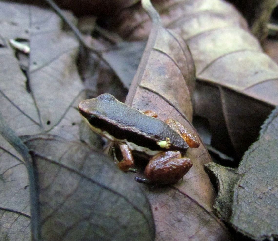 Rainforest Rocket Frog What a great name, although this little frog is easily overlooked among the leaf litter in Central American Rainforests, especially in comparison to the outrageous colors of the poison arrow frogs that are also there. Cost Rica,Costa Rica,Geotagged,Rainforest Rocket Frog,Silverstoneia flotator,Spring