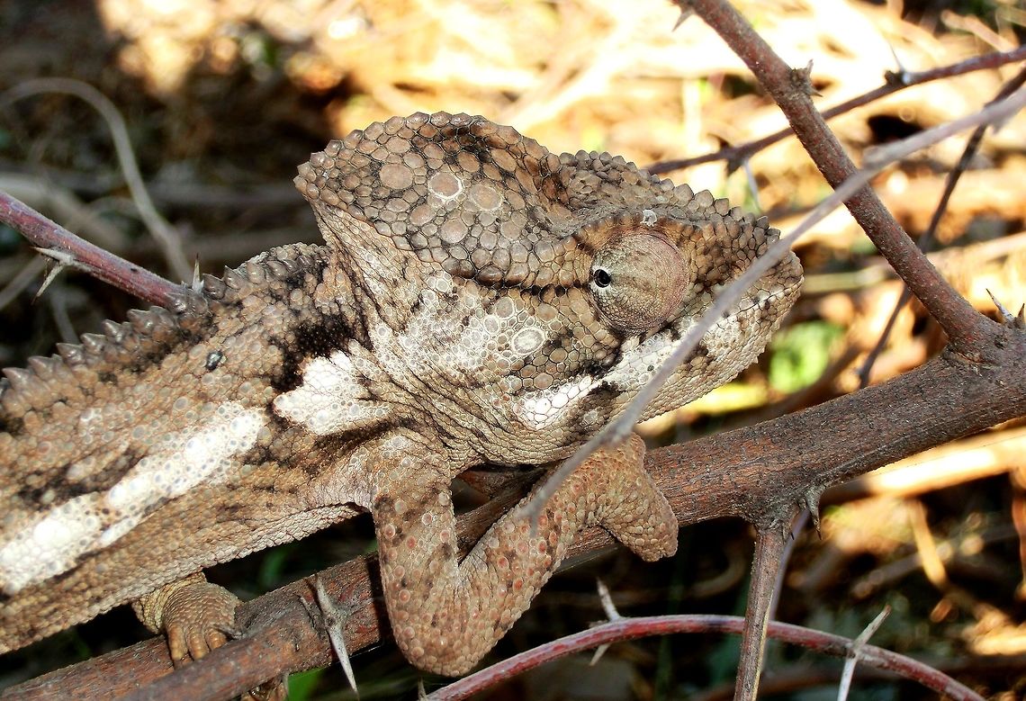 Malagasy Giant Chameleon in Zombitse NP Just a nice close-up of one of the bigger chameleon species. If you love chameleons (and who on this site can that exclude?), then start making plans for a trip to Madagascar. Furcifer oustaleti,Geotagged,Madagascar,Malagasy Giant Chameleon,Spring,Zombitse-Vohibasia National Park