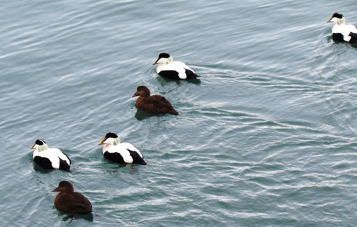 Common Eiders in Iceland A raft of these beautiful ducks from the boat while looking for Orcas. Common Eider,Geotagged,Iceland,Somateria mollissima,Winter