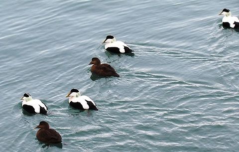 Common Eiders in Iceland A raft of these beautiful ducks from the boat while looking for Orcas. Common Eider,Geotagged,Iceland,Somateria mollissima,Winter