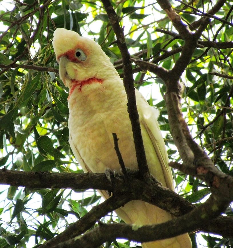 Long-billed Corella with a raised crest in Grampians This is a strange looking bird that seems to have a permanent grumpy or curious look on its face, depending on your personality. We saw it on a walking tour in Grampians National Park in Victoria, Australia Australia,Cacatua tenuirostris,Geotagged,Grampians NP,Long-billed corella,Spring,Victoria