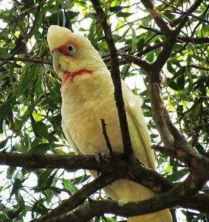 Long-billed Corella with a raised crest in Grampians This is a strange looking bird that seems to have a permanent grumpy or curious look on its face, depending on your personality. We saw it on a walking tour in Grampians National Park in Victoria, Australia Australia,Cacatua tenuirostris,Geotagged,Grampians NP,Long-billed corella,Spring,Victoria