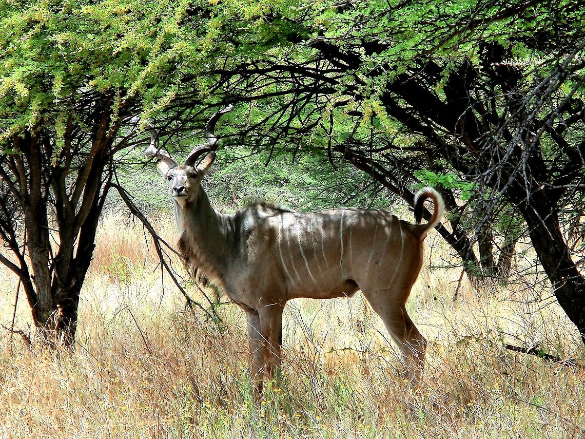 Greater Kudu in Namibia Just a nice full body shot of one of my favorite antelopes - I just love those spiraling horns. Geotagged,Greater Kudu,Namibia,Spring,Tragelaphus strepsiceros,namibia,waterberg
