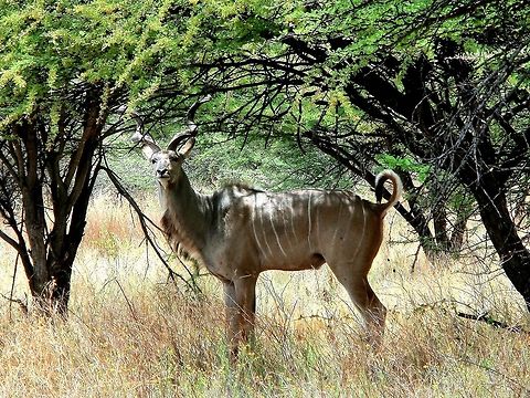 Greater Kudu in Namibia Just a nice full body shot of one of my favorite antelopes - I just love those spiraling horns. Geotagged,Greater Kudu,Namibia,Spring,Tragelaphus strepsiceros,namibia,waterberg