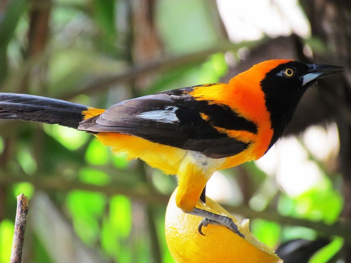 Orange-backed Troupial in Pantanal Every lodge in the Pantanal has a bird feeding area and we were thrilled to discover that at one of them, they put out citrus fruit which proved irresistable to these very colorful birds. Every time one flew in for a treat you noticed it like a flash of lightning!  Brazil,Geotagged,Icterus croconotus,Pantanal,Winter,feeder birds,orange backed troupial