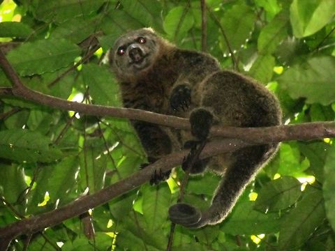 The Sulawesi Bear Cuscus I know that this is not a great photo - but these are really hard to photograph in the wild and it was very early in the morning and very dark in the forest - and thus you don't see many photos of these. The guide found it for us which was a good thing as I never would have spotted it - a small furry ball high in the trees. Still, a curious little animal with a very restricted range - the island of Sulawesi and a few nearby islands.  Ailurops ursinus,Fall,Geotagged,Indonesia,Sulawesi,Sulawesi bear cuscus