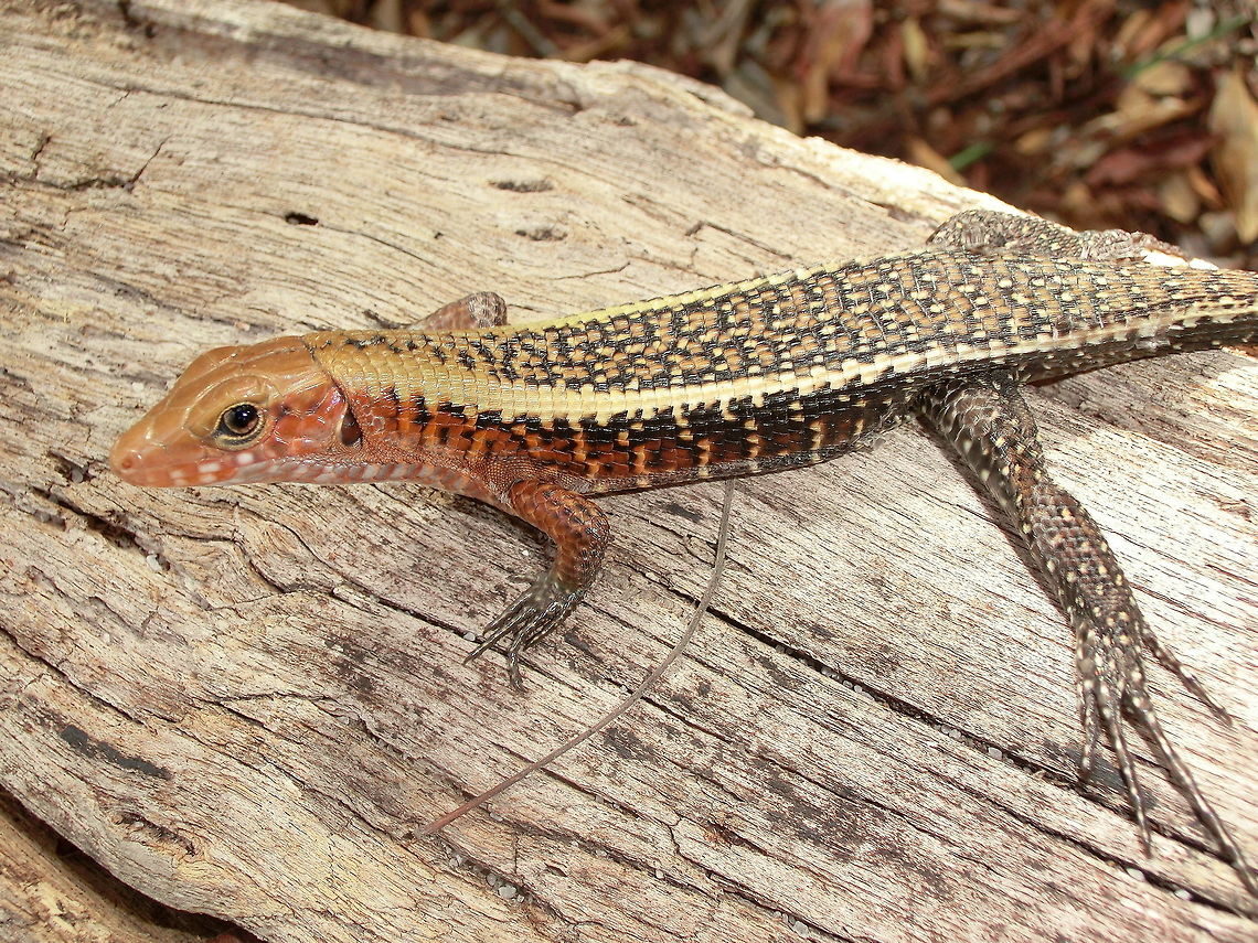 Broad-tailed Girdled Lizard A fairly common forest dwelling lizard in northern Madagscar, but wuith a very attractive color scheme. This one was in Ankarafantsika NP, which is not often visited by tourists, but should be as the wildlife was wonderful. Ankarafantsika NP,Broad-tailed Girdled Lizard,Geotagged,Madagascar,Madagascar North,Spring,Zonosaurus laticaudatus