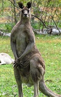 Eastern Grey Kangaroo shows off its hands On a nature walk in Grampians NP, near the visitor center, there was an open field where a number of these were lounging about. The reason I chose this photo, however, was because you can see the kangaroo's hands and it reminded me of what one of our naturalist guides said. I asked him what he thought about the old idea of having a kangaroo box with a human (Dshown in several movies, etc., due to the way male kangaroos fight - it looks like boxing). He laughed and said, take a look at their hands and their claws, one hit from a kangaroo and the human boxer would lose his face! And in this photo you can really see why he said that - check out those claws! Australia,Eastern grey kangaroo,Geotagged,Grampians NP,Macropus giganteus,Spring,Victoria