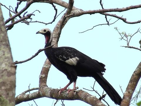 Blue-throated Piping Guan in Pantanal I know that this looks more like a red-throated (those also exist) but if you look carefully you can see a small blue patch above the red dewlap on the throat (any in any case, our professional wildlife guide identified it for us). Guans are often really hard to see and so I was quite pleased to see this one just posing for us. Blue-throated piping guan,Brazil,Geotagged,Pantanal,Pipile cumanensis,Winter