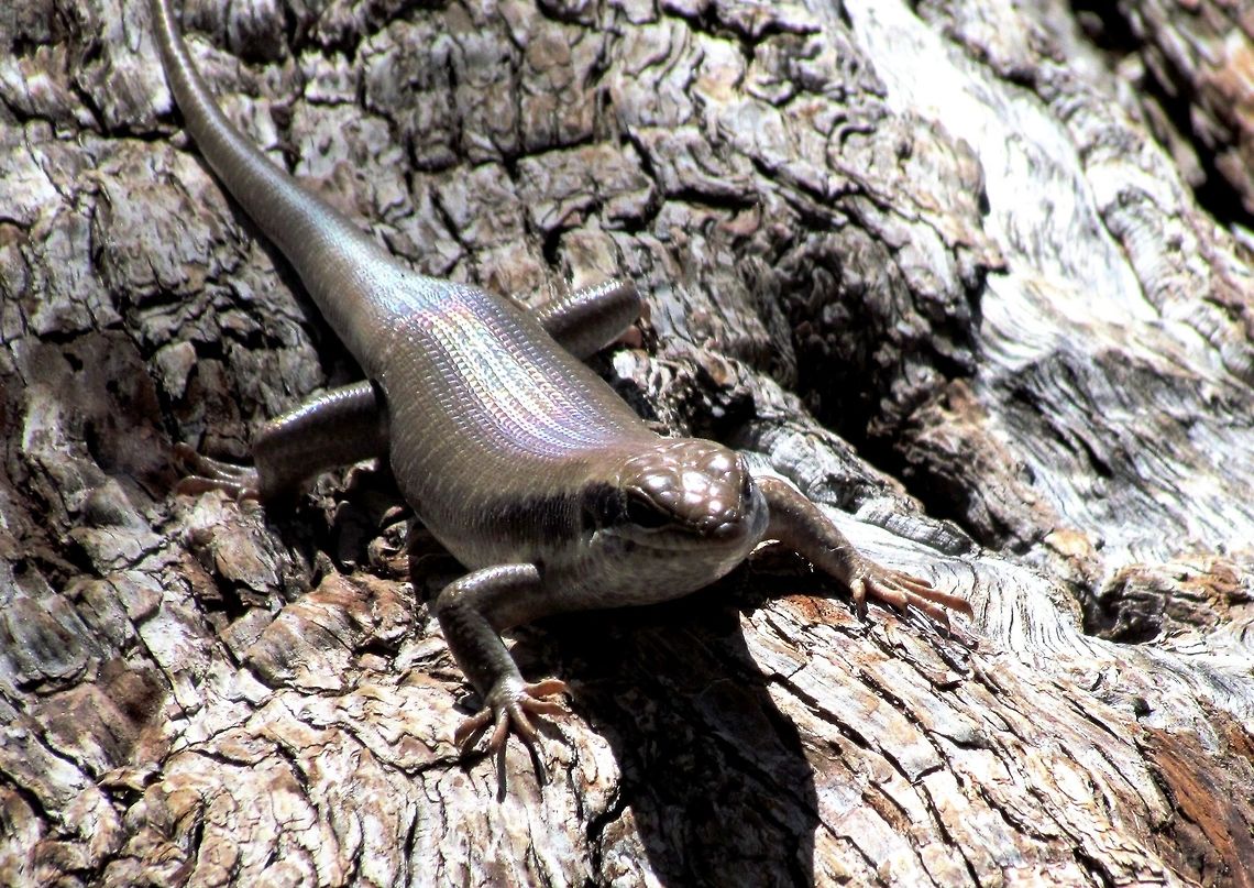 Ovambo Tree Skink in Namibia We saw one of these during our rhino tracking tour - basically some of the locals search out rhinos on foot in the wilderness and then radio back to us for us to follow by car and then approach on foot. It was wonderful to experience rhinos on foot rather than in the normally ubiquitous land rover! We saw this one on a tree during our mid day break. Geotagged,Namibia,Spring,Trachylepis binotata,namibia,skink