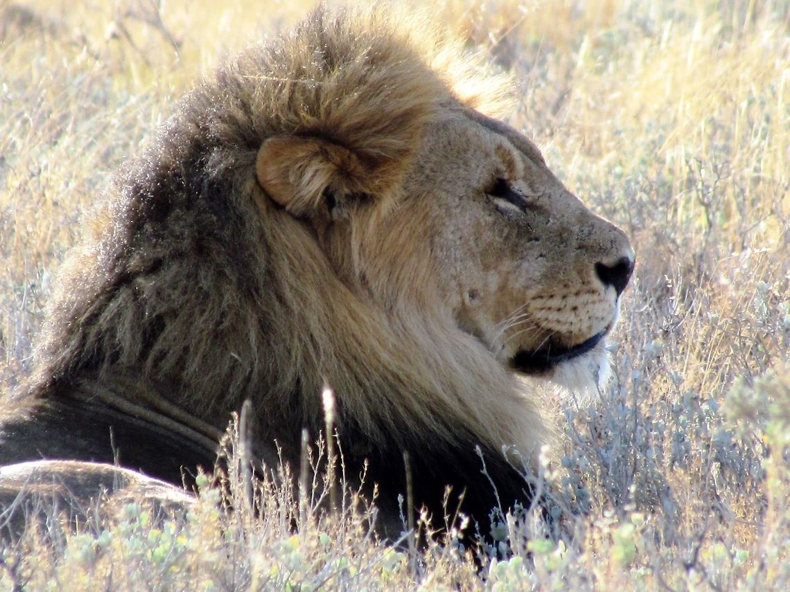 Iconic African Lion I was saving this photo for the one which would get me Lion Reputation status and as I am very, very close - here you go. I have seen a fair number of lions over the years, but this one was just too &quot;King of Beasts - your majesty&quot; to resist. We saw him in Etosha! Etosha NP,Geotagged,Lion,Namibia,Panthera leo,Spring,namibia