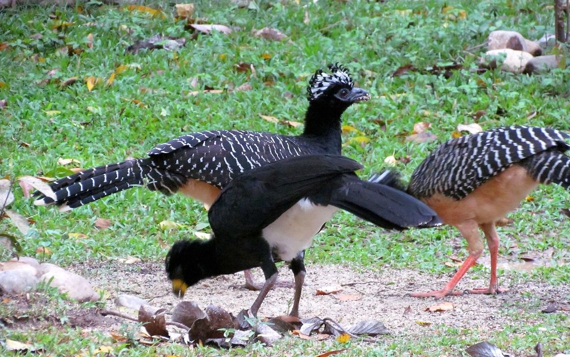Bare-faced Curassows in the garden The Bare-faced Curassows is one of only a handful of birds where the female sports more colorful and distinctive plumage than the male (the phalaropes are another example), and this is clearly visible in the photo as the two in the background are females and the blurry one in the foreground is the male. This has nothing to do with Avian sexism but rether who spends more time on the nest - birds where the female sits on the nest often show strong sexual dimorphism with colorful males and drab, cryptically colored females. Interestingly, in Phalaropes where the females are also more colorful, it is the males that sit on the eggs in the nest! I don&#039;t know about curassows, maybe someone here knows something? Bare-faced Curassow,Brazil,Crax fasciolata,Geotagged,Pantanal,Winter