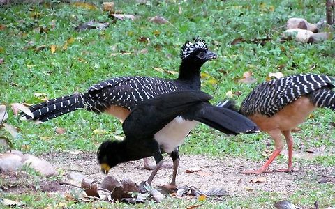 Bare-faced Curassows in the garden The Bare-faced Curassows is one of only a handful of birds where the female sports more colorful and distinctive plumage than the male (the phalaropes are another example), and this is clearly visible in the photo as the two in the background are females and the blurry one in the foreground is the male. This has nothing to do with Avian sexism but rether who spends more time on the nest - birds where the female sits on the nest often show strong sexual dimorphism with colorful males and drab, cryptically colored females. Interestingly, in Phalaropes where the females are also more colorful, it is the males that sit on the eggs in the nest! I don't know about curassows, maybe someone here knows something? Bare-faced Curassow,Brazil,Crax fasciolata,Geotagged,Pantanal,Winter