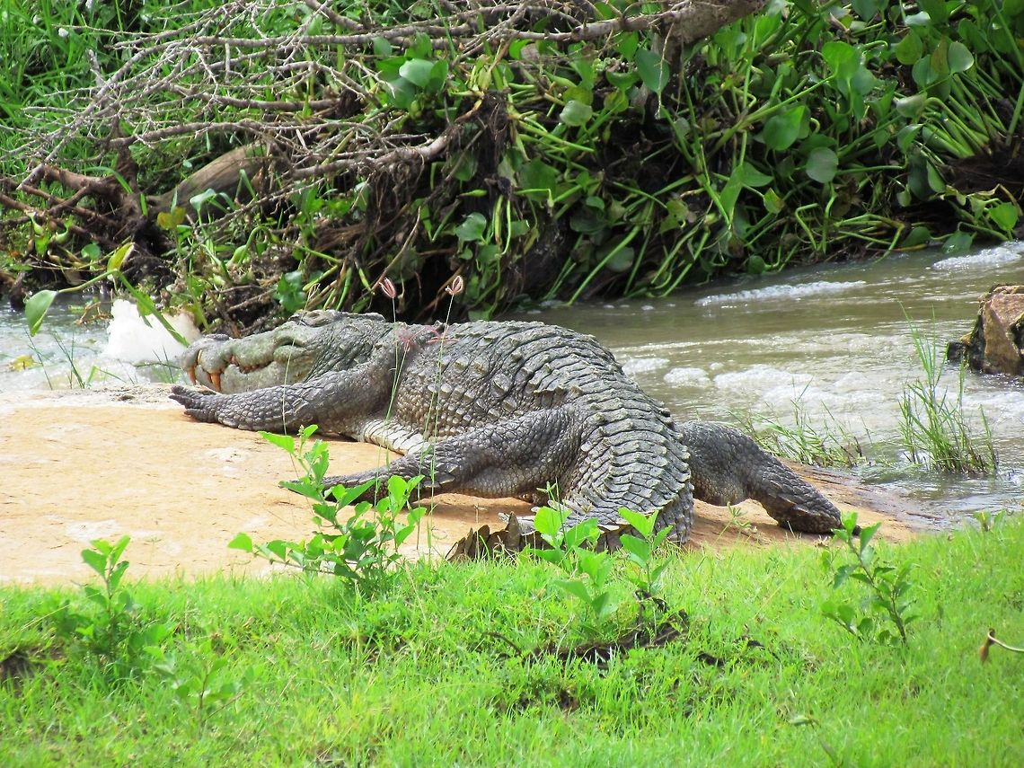 Mugger Crocodile catching some rays Ever since I had read the books by Jim Corbett as a liitle boy, I had wanted to see some of the classic Indian wildlife, and although I didn&#039;t see this one in India (Yala NP, Sri Lanka), it was very cool to see some at last. Crocodylus palustris,Fall,Geotagged,Mugger crocodile,Sri Lanka,Yala National Park