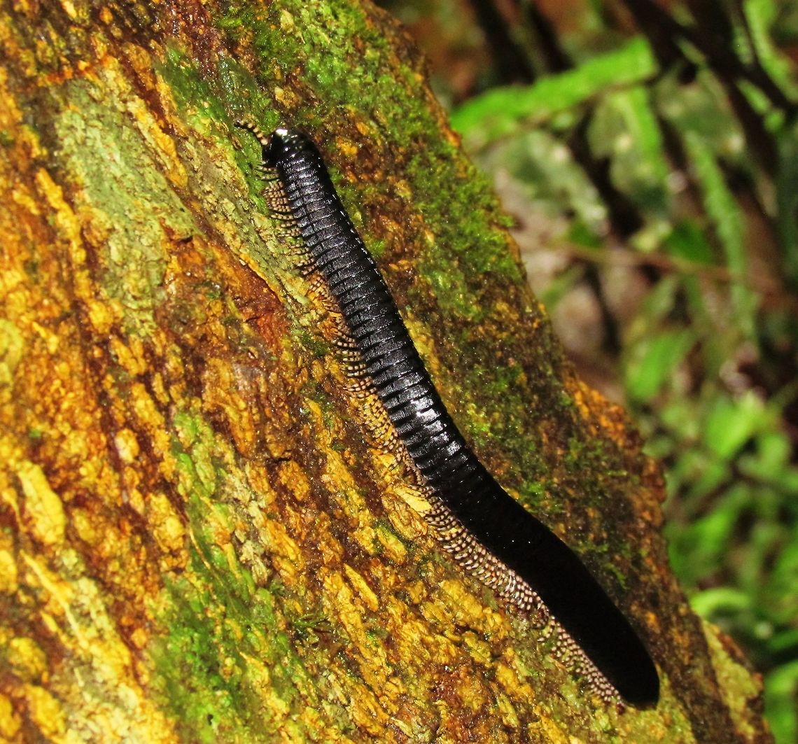 Sri Lankan Giant Millipede Millipedes can be very challenging to identify, they all look pretty similar, but when I Googled the area (Sinharaja NP) and &quot;black centipede&quot; I found some photos that looked exactly like this one. Soooo . . .  Fall,Geotagged,Giant centipede,Sinharaja,Spirostreptus centrurus,Sri Lanka,Sri Lankan Giant Millipede